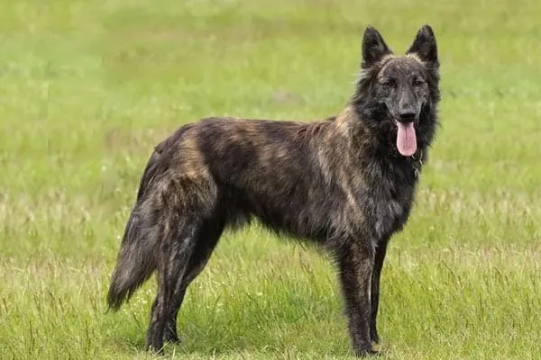 Dutch Shepherd Dog